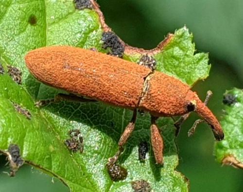 Réf. 253 568 : Lixus sp.